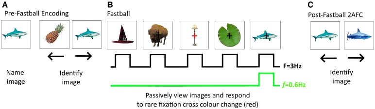 A passive and objective measure of recognition memory in mild cognitive impairment using Fastball memory assessment.