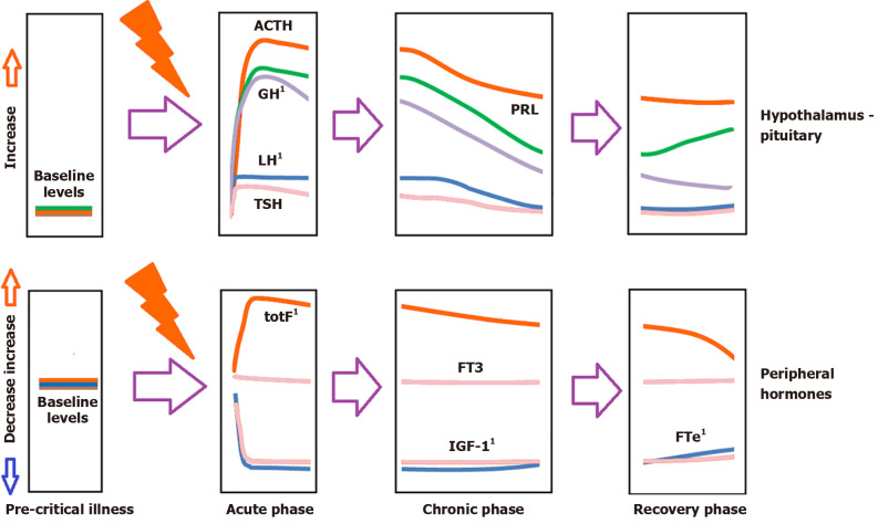 Endocrine issues in critically ill transgender patients: A narrative review.