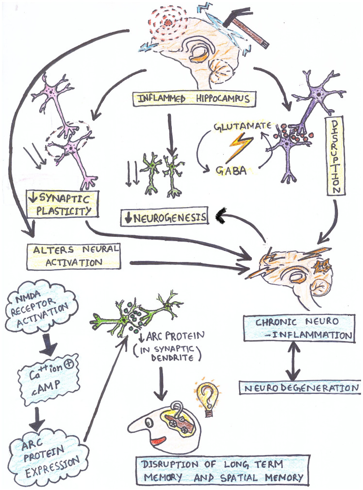 Implicating neuroinflammation in hippocampus, prefrontal cortex and amygdala with cognitive deficit: a narrative review.