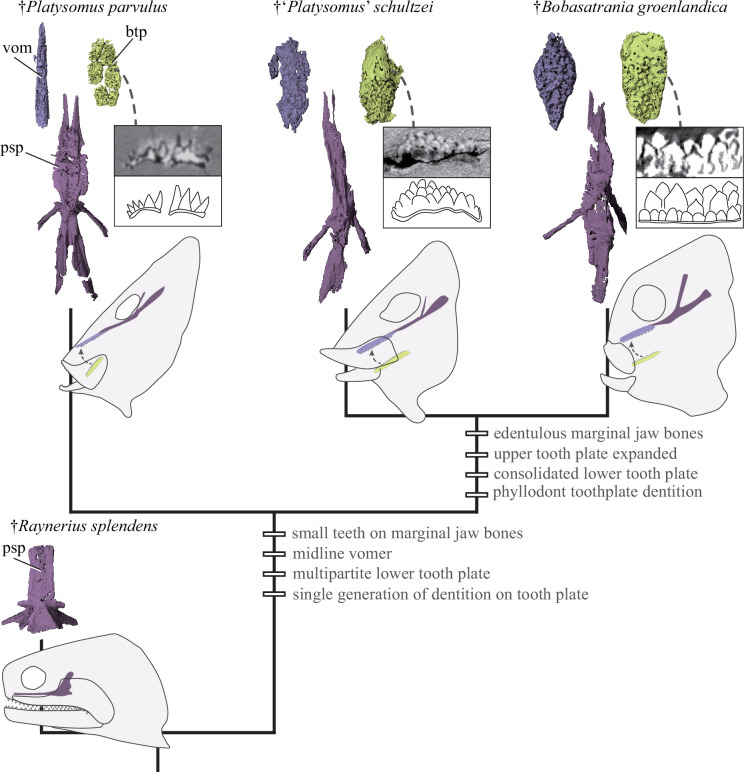 Tongue-bite apparatus highlights functional innovation in a 310-million-year-old ray-finned fish.