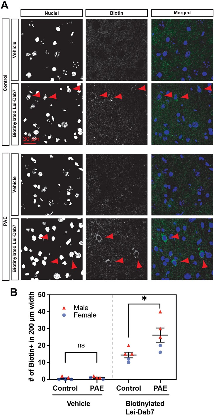 Intranasal Administration of KCNN2 Blocking Peptide Improves Deficits in Cognitive Flexibility in Mouse Model of Fetal Alcohol Spectrum Disorders.