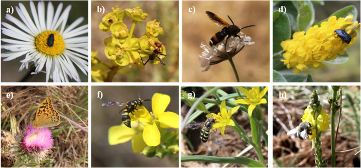 The associations between floral traits and pollinator groups in two Mediterranean mountainous plant communities in the Middle Atlas of Morocco.