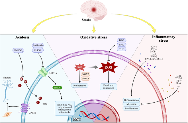 Focusing on Microenvironmental Disturbance to Potentiate Reparative Ability of Neural Stem Cell After Stroke.