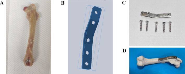 Establishment of Subtrochanteric Fracture in Pre-Clinical Animal Model.