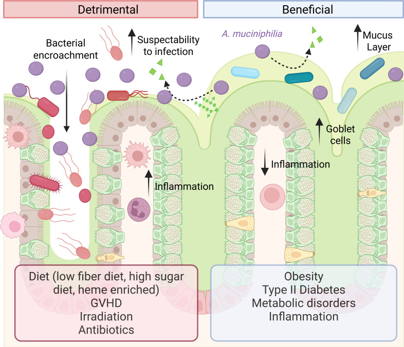 Breaking down barriers: is intestinal mucus degradation by <i>Akkermansia muciniphila</i> beneficial or harmful?