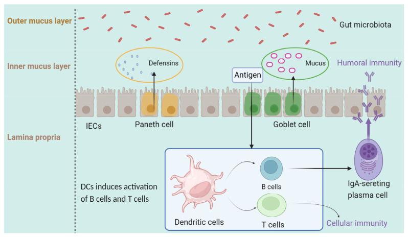 Taking intestinal microbes and the immune system as opportunities to maintain the intestinal health of piglets: review.