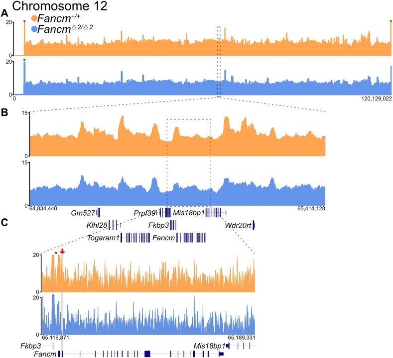 A high-resolution meiotic crossover map from single-nucleus ATAC-seq reveals insights into the recombination landscape in mammals.