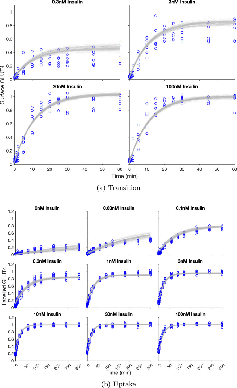 Does GLUT4 Queue? A Mechanistic Mathematical Model for Insulin Response in Adipocytes.