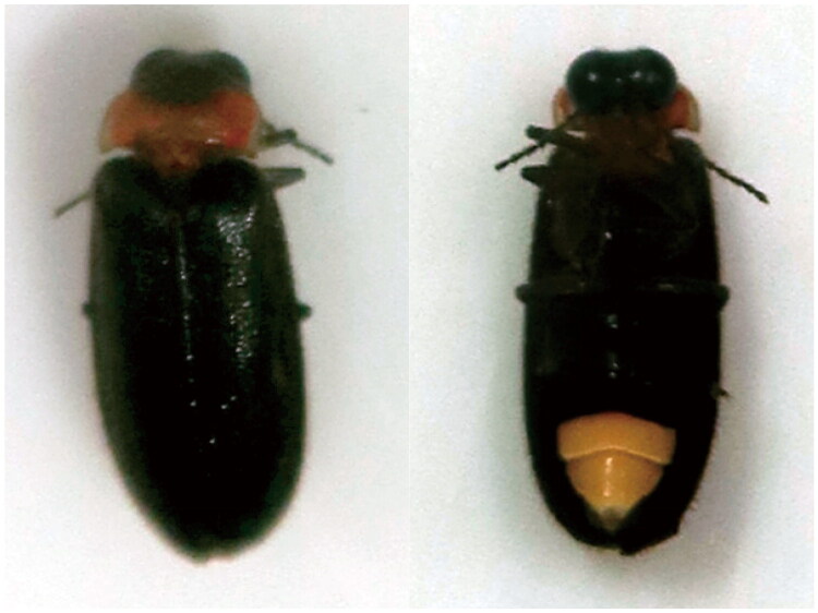 Complete mitochondrial genome of the firefly <i>Luciola parvula</i> Kiesenwetter (Coleoptera, Lampyridae) from Japan and its phylogenetic analyses.