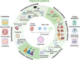 Organoids as predictive platforms: advancing disease modeling, therapeutic innovation, and drug delivery systems