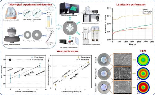 The impact of superficial zone damage on the tribological performance of cartilage: Implications for early intervention in osteoarthritis