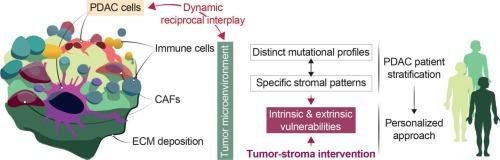 Tumor microenvironment subtyping in pancreatic ductal adenocarcinoma: New avenues for personalized therapeutic strategies