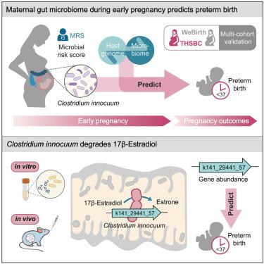 Maternal gut microbiome during early pregnancy predicts preterm birth.