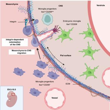 Early microglia progenitors colonize the embryonic CNS via integrin-mediated migration from the pial surface.