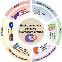 Environmentally sensitive fluorescent probes for the visualization of selective proteins: Recent progress and biomedical applications