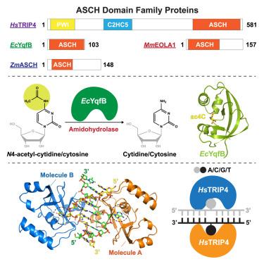 Structural analysis of ASCH domain-containing proteins and their implications for nucleotide processing