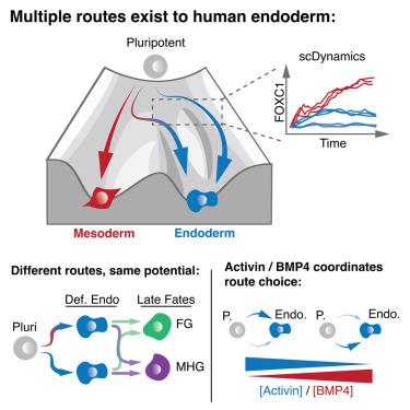 Combinatorial BMP4 and activin direct the choice between alternate routes to endoderm in a stem cell model of human gastrulation.