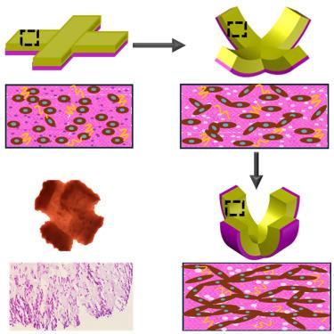 Cell contractile forces drive spatiotemporal morphogenesis in 4D bioprinted living constructs