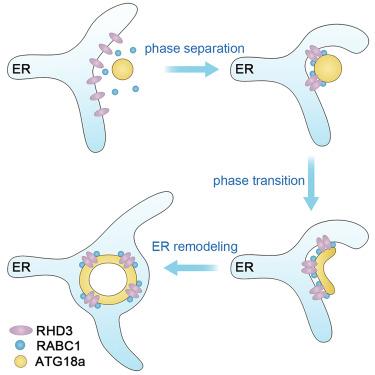 Biomolecular condensates of ATG18 reshape ER for autophagy in plants