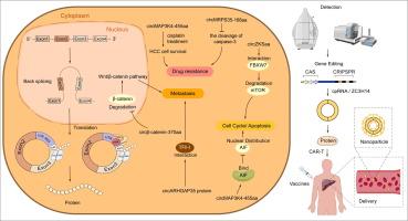 Decoding the functional network of circular RNAs encoding proteins in hepatocellular carcinoma: from carcinogenesis to clinical transformation