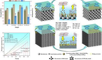 Synergistic regulation of texture and second phases to enhance the mechanical properties and long-term corrosion resistance of friction stir processed Mg-14Gd-0.6Ce-0.5Zr alloy