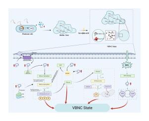 Mechanism insights into the regulation of the LuxS/AI-2 quorum sensing system on the formation of viable but nonculturable state in biofilm cells of beer-spoilage Lactiplantibacillus plantarum