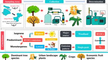 Comprehensive analysis of BVOCs in Shanghai, China: Emission patterns, inventory, and association with ozone pollution