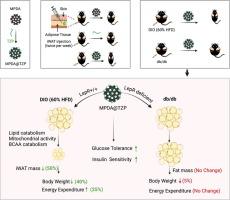 Tirzepatide retention in iWAT with mesoporous polydopamine encapsulation enhances weight loss through leptin receptor signaling