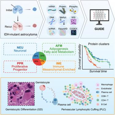 Protein-based classification reveals an immune-hot subtype in IDH mutant astrocytoma with worse prognosis