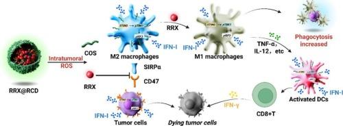 Dual STING activation and CD47/SIRPα blockade via chitooligosaccharide-based nanoparticles to amplify antitumor immunity