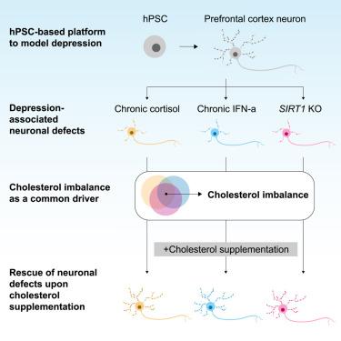 Environmental and genetic risk factors of depression converge on neuronal dysfunction driven by changes in cholesterol homeostasis.