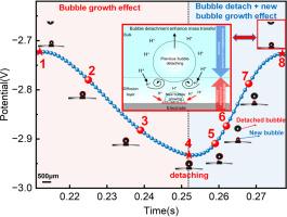 Bubble-driven convection induces delayed potential response in constant-current hydrogen evolution