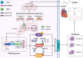Mitochondrial dysfunction drives ZBP1-mediated PANoptosis to increase the susceptibility of heart failure with preserved ejection fraction-associated atrial fibrillation