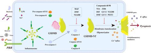 Progress in small-molecule inhibitors of gasdermin D