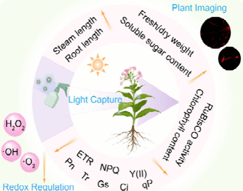 Sunlight Broad Spectrum-Capturing Nanophotofertilizer for Plant Growth Multiregulation and Second Near-Infrared Imaging