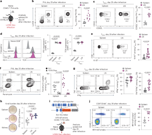 Lymph nodes fuel KLF2-dependent effector CD8+ T cell differentiation during chronic infection and checkpoint blockade