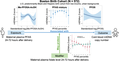 Prenatal Per- and Polyfluoroalkyl Substances (PFAS) Exposures, Newborn Mitochondrial DNA Copy Number, and the Modifying Role of the Maternal Folate Level
