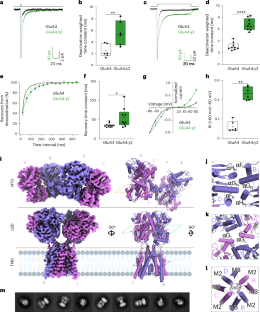 GluA4 AMPA receptor gating mechanisms and modulation by auxiliary proteins
