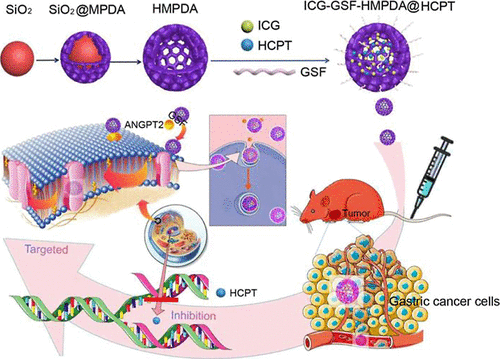 10-Hydroxycamptothecin-Loaded Hollow Mesoporous Polydopamine Modified with ANGPT2-Specific Peptide for Gastric Cancer-Targeted Therapy