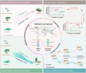 Hydrolase-oxidase responses mediate distinct carbon dynamics following wetland conversion to paddy versus upland systems