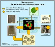 Distribution of sulfidized silver nanoparticles across abiotic and biotic environmental compartments: a long-term floodplain mesocosm study