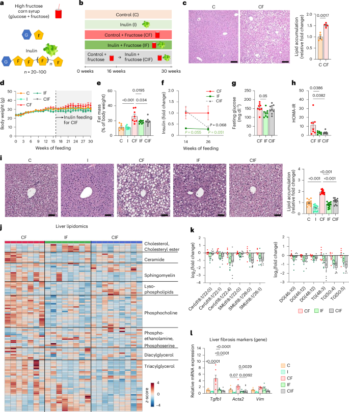 Dietary fibre-adapted gut microbiome clears dietary fructose and reverses hepatic steatosis