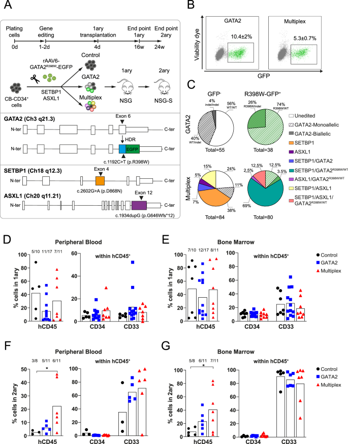 CRISPR-engineered human GATA2 deficiency model uncovers mitotic dysfunction and premature aging in HSPCs, impairing hematopoietic fitness