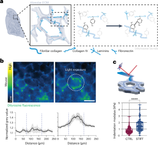 In situ tissue stiffening as a model of early lung injury and disease
