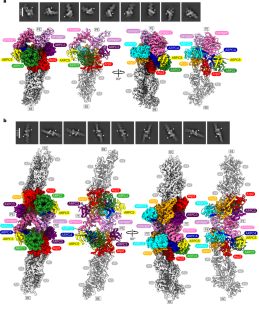 Activation of Arp2/3 complex by a SPIN90 dimer in linear actin-filament nucleation