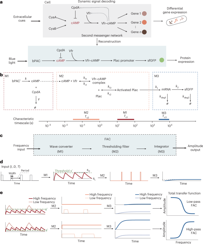 Decoding frequency-modulated signals increases information entropy in bacterial second messenger networks