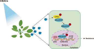 The CPK3-mediated cytosolic–nuclear translocation of bHLH107 recruits HY5 to regulate the Cu2+-triggered upregulation of ACS8