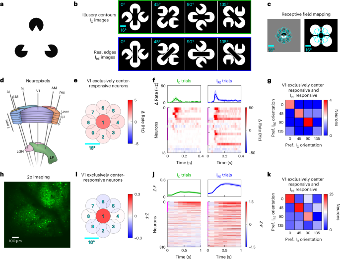 Recurrent pattern completion drives the neocortical representation of sensory inference