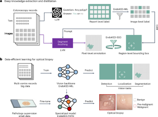 Leveraging large language and vision models for knowledge extraction from large-scale image–text colonoscopy records