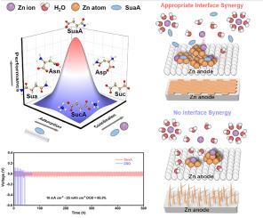 Nucleation-Driven Volcano Effect via Interface Synergy for Stable Zn-Ion Batteries